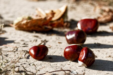 Horse chestnut autumn in the fall