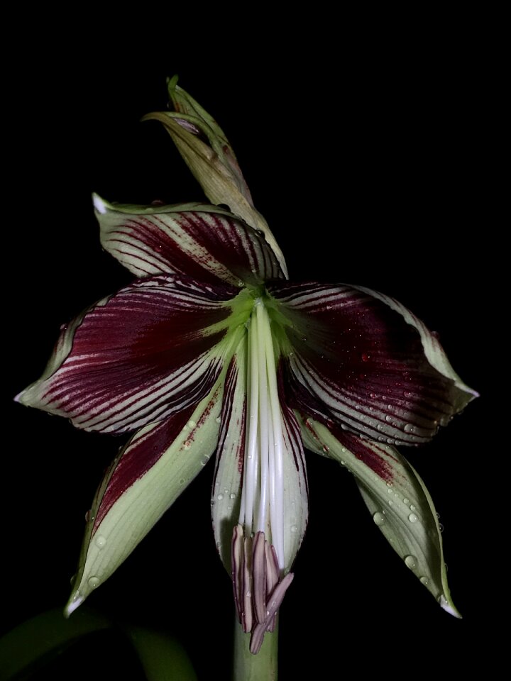 Flowering pistil flower