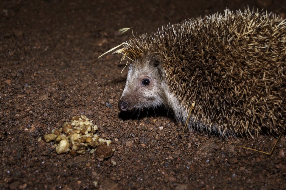 Skewers night face hedgehog
