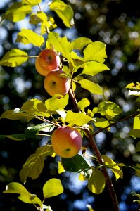 Nature ripe orchard