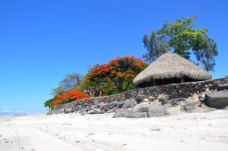 Tree sea landscape photo