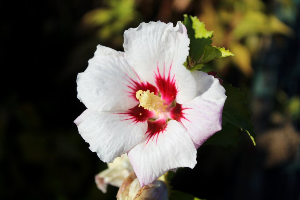 Bloom flower nature