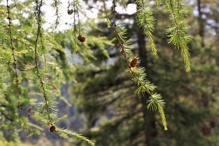 Cones branch plant photo