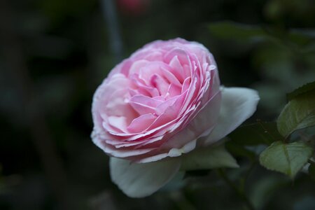 Flower rosa garden photo