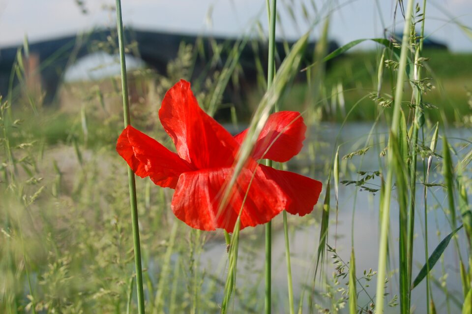 Poppy wildflowers wild flowers