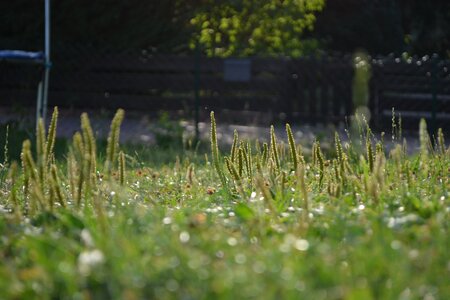 Macro landscape summer