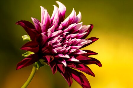 Petals beauty pour pour