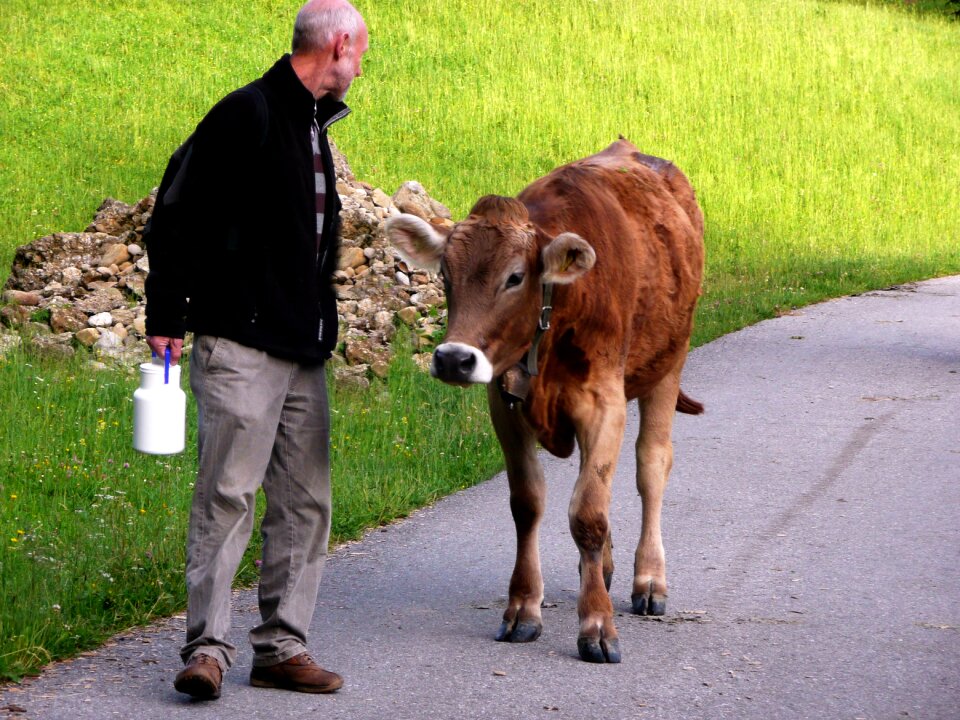 Young cattle encounter man and animal