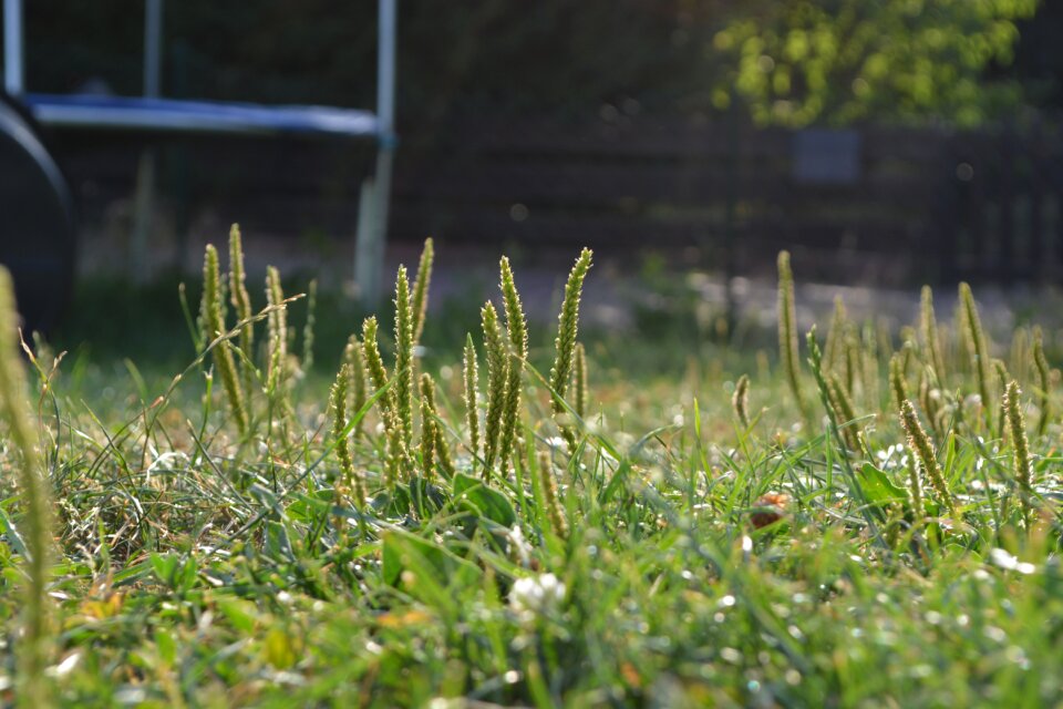 Macro landscape summer