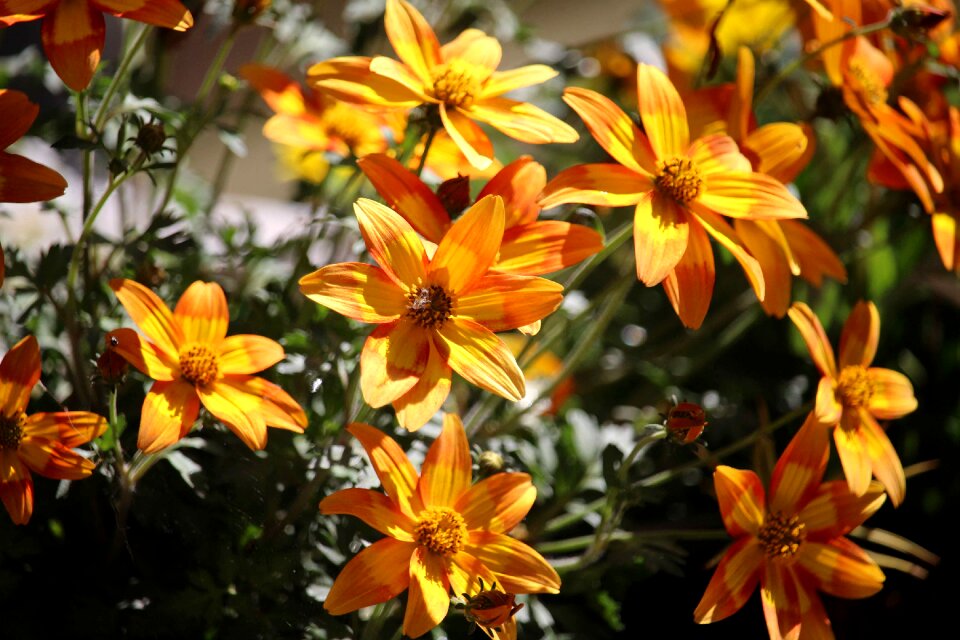Flowers sun plant