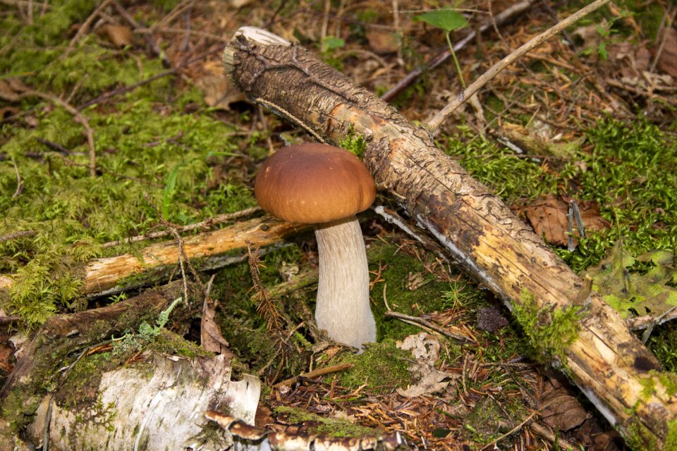 Mushroom autumn food photo