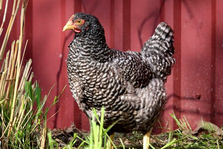 Hen meadow nature