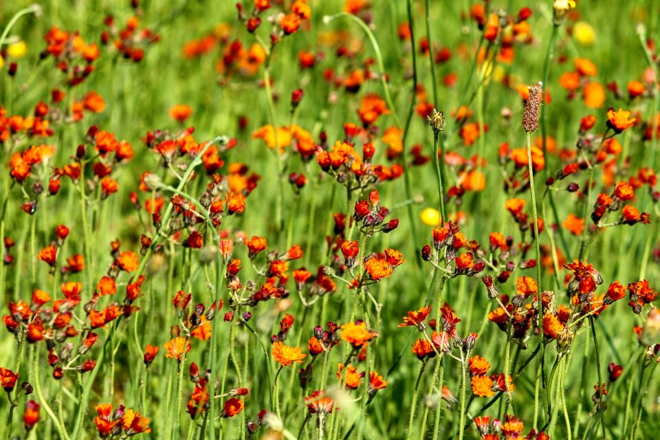 Meadow grass flowers photo