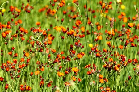 Meadow grass flowers photo