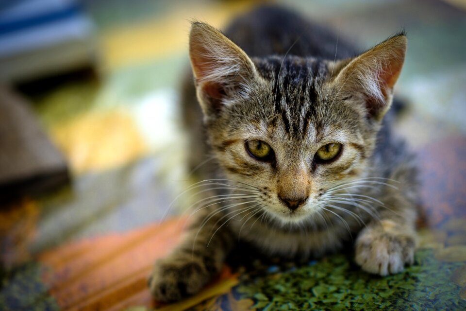 Animal cat portrait