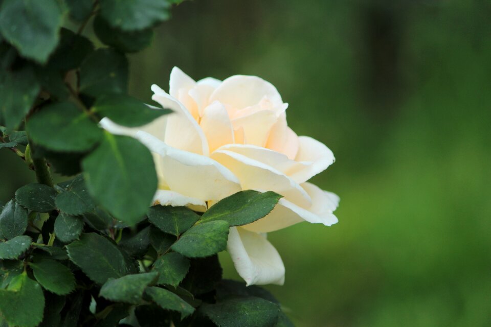 Blossom floral nature