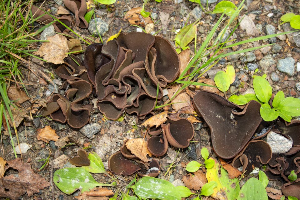 Forest floor autumn nature