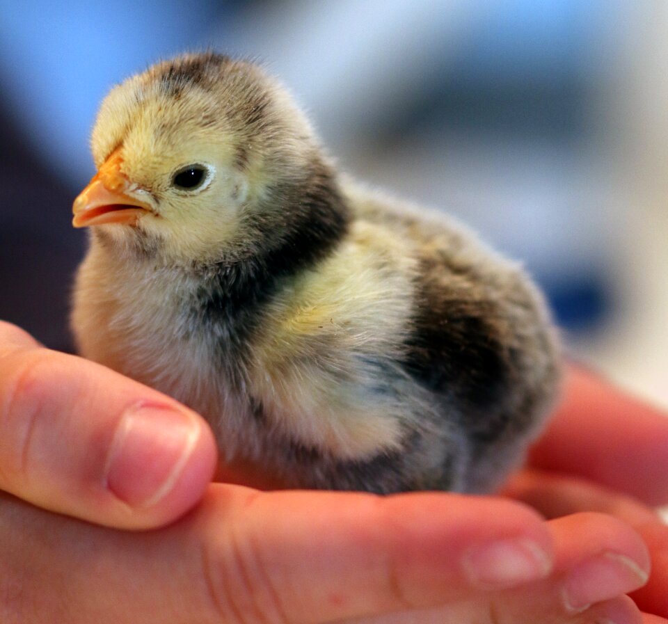 Chicken hand easter