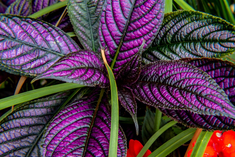 Colorful flora leaf