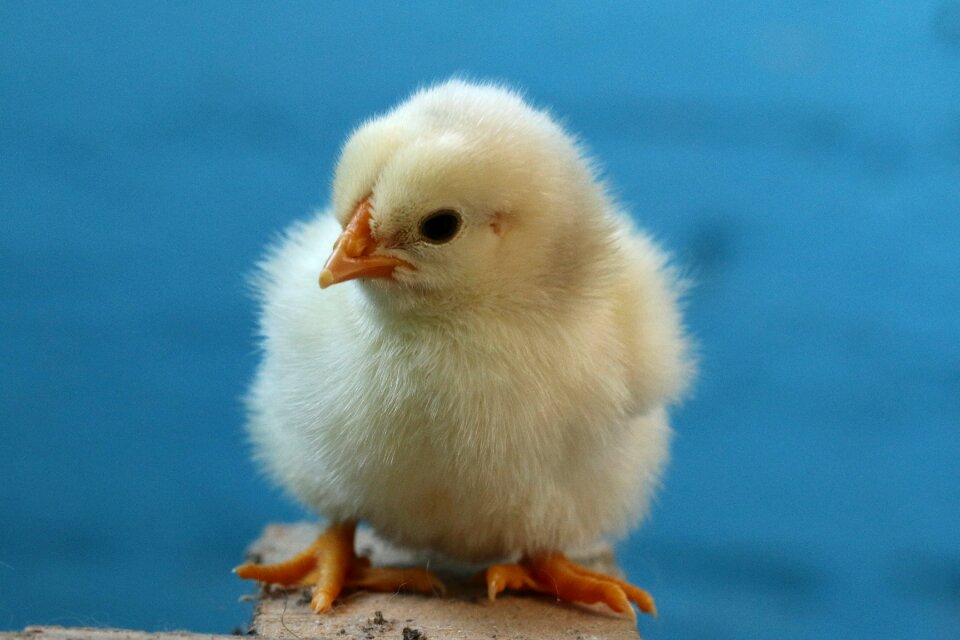 Chicken påskekylling newly-hatched