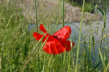 Poppy wildflowers wild flowers