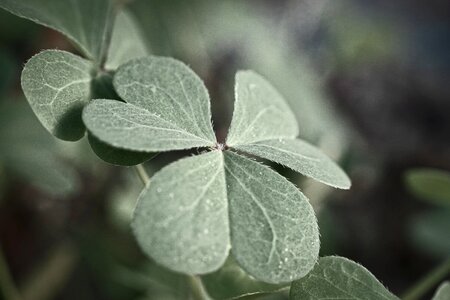 Nature meadow plant photo