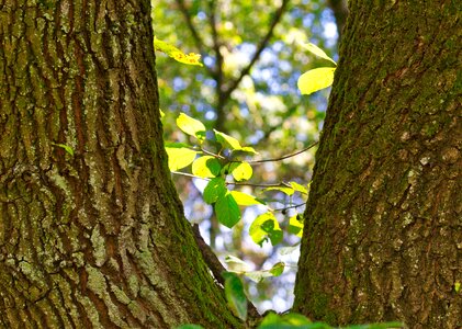 Green leaves deciduous tree