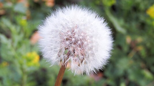 Green plant outdoor photo