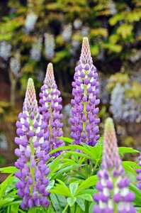 Lavender blossom flowers