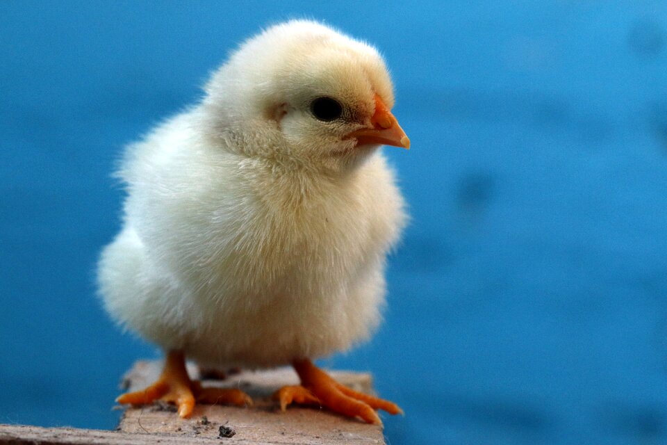 Chicken påskekylling day-old