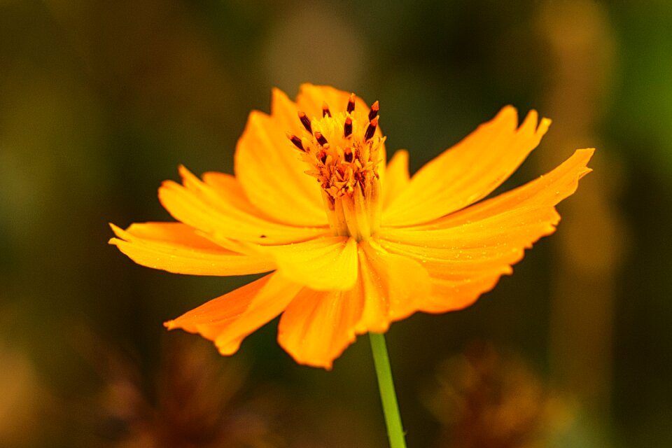 Bloom close up wild flower photo