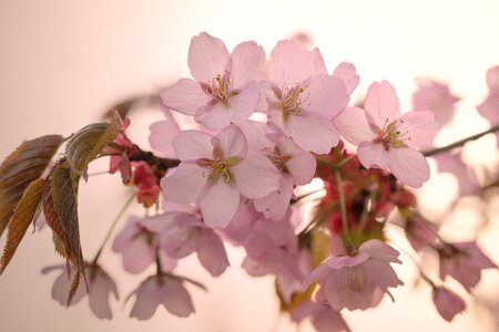 Pink spring japanese cherry tree