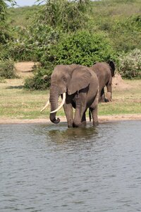 Safari kenya elephant