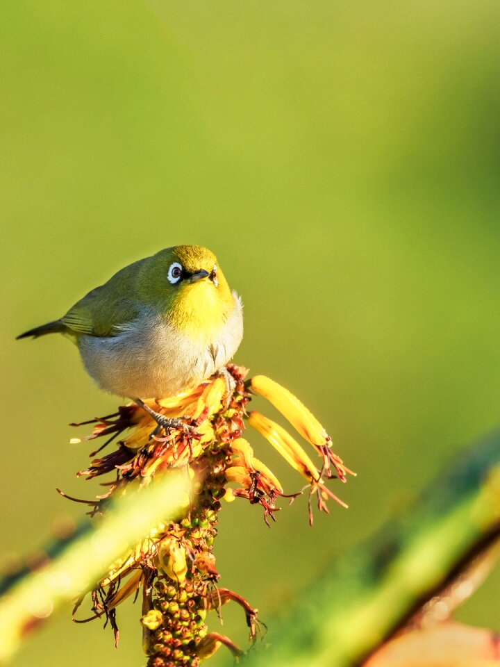 Wildlife yellow animal photo