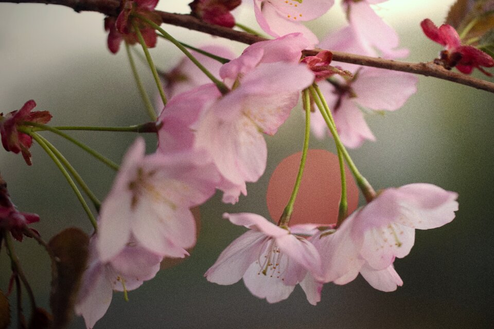Pink spring japanese cherry tree