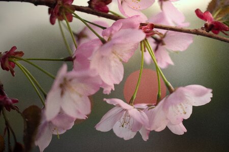 Pink spring japanese cherry tree