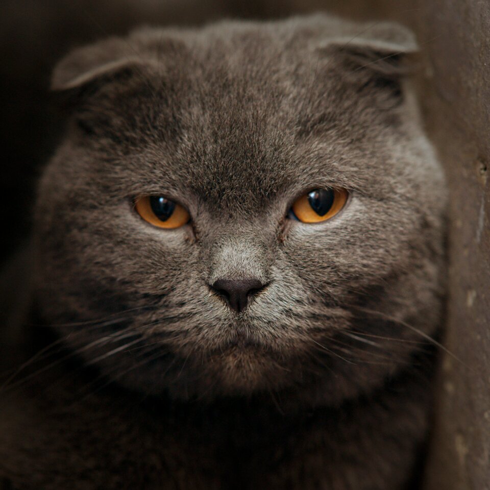 Cute feline domestic animals