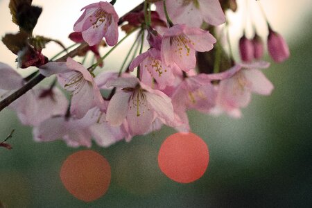 Pink spring japanese cherry tree
