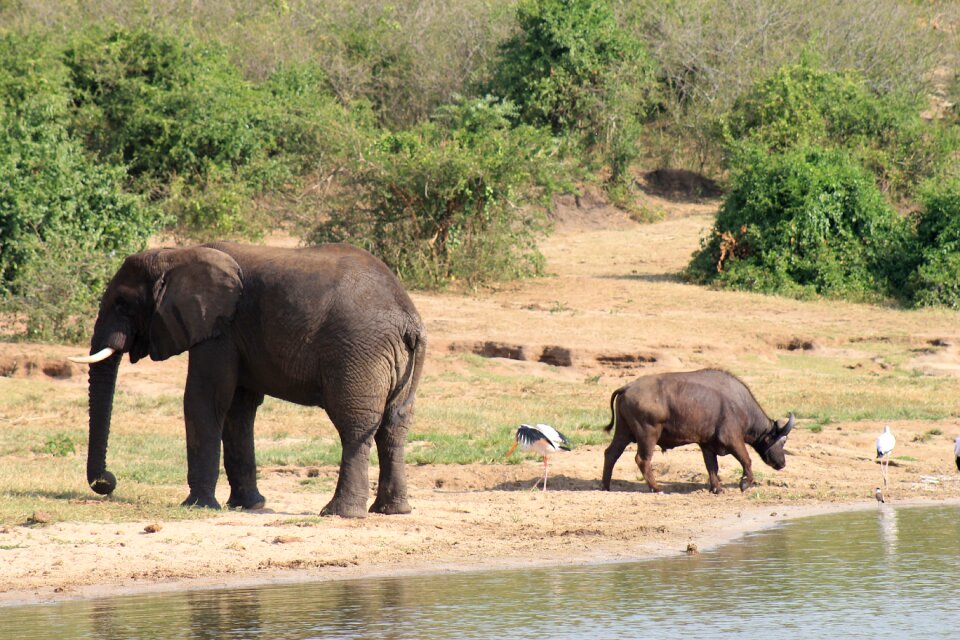 Kenya safari elephant