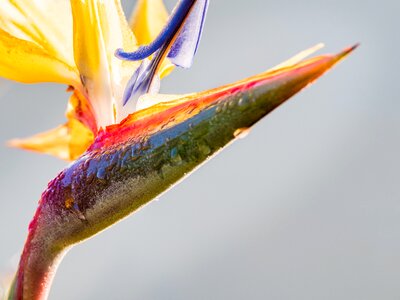 Nature plant macro photo