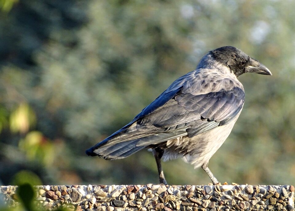 Raven bird sparrow bird plumage