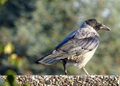 Raven bird sparrow bird plumage photo