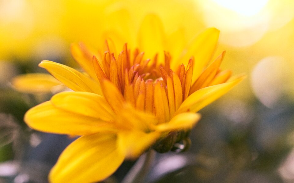 Bright composites flower