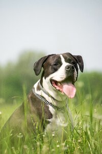 Pet cute portrait