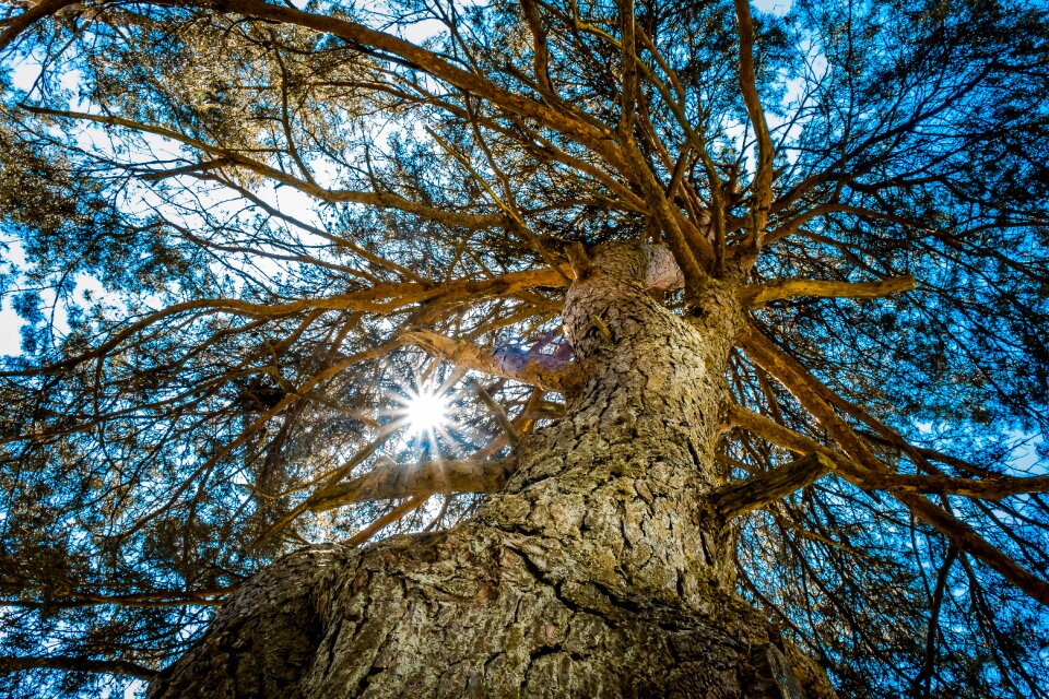 Bark light nature