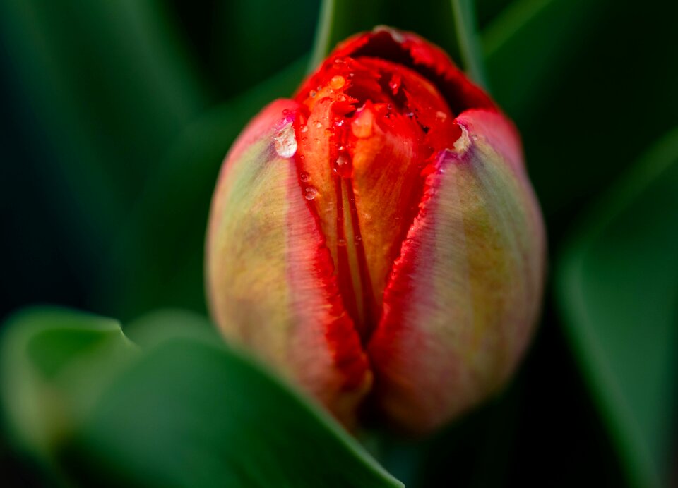 Spring macro flower