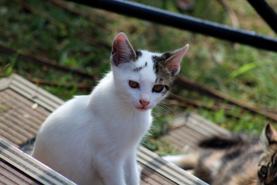 Pets little young