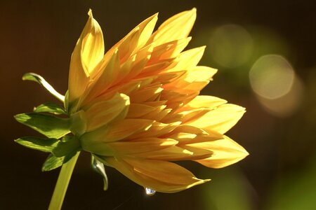 Petals beauty yellow photo