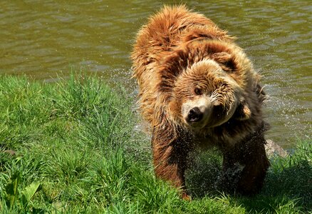 Wild animal furry dangerous