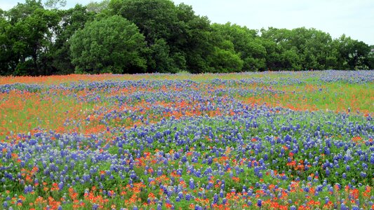 Wildflower flora texas photo